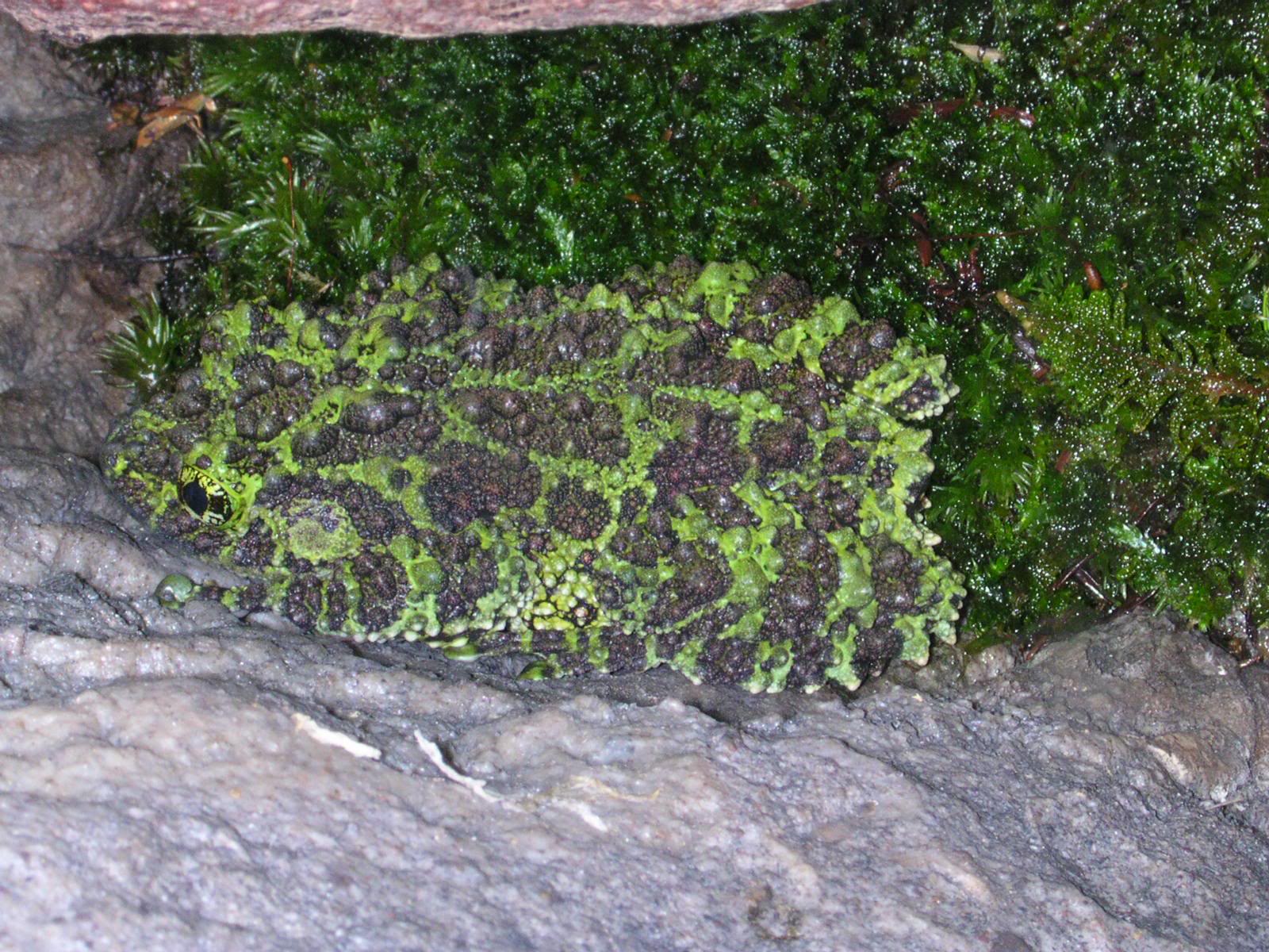 Amazing Camouflage Animals