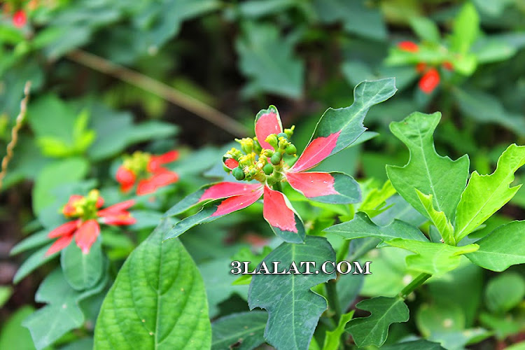 10. Strange plants, Kampung ABC, Pulau Tioman, Pahang