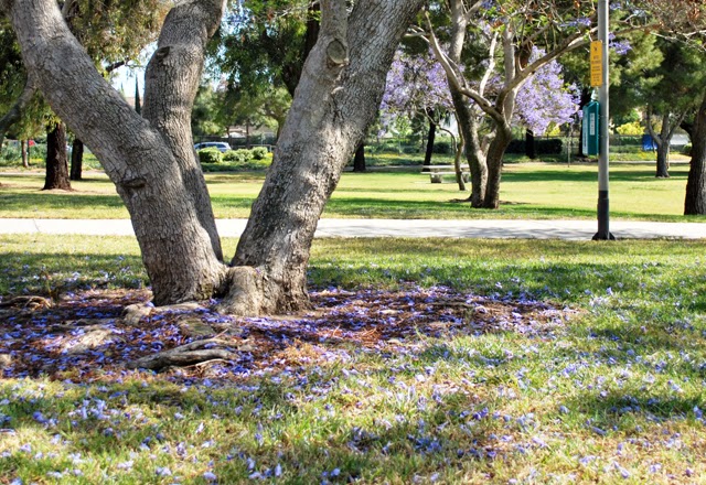 Jacaranda Tree of Southern California | Em Busy Living "This Was All Just Temporary" Jacaranda Tree of Southern California | Em Busy Living "This Was All Just Temporary"