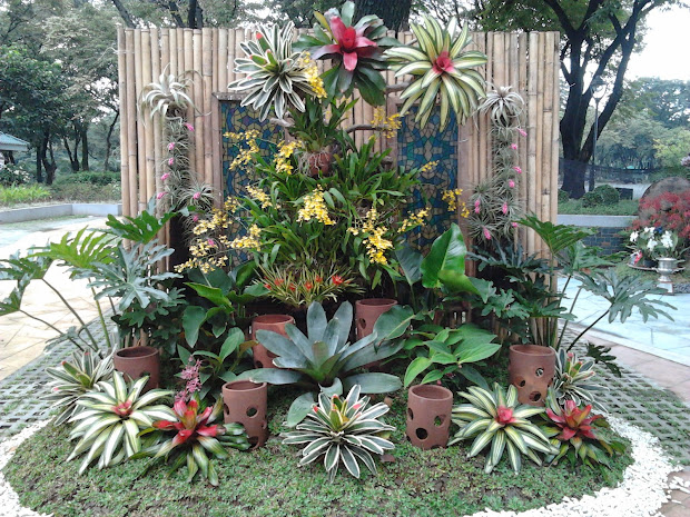 philippine orchid events february