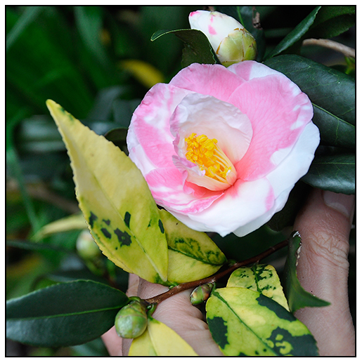 Camellia Hana Jiman