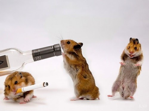 Funny Animal Funny Hamsters Wallpaper For Desktop