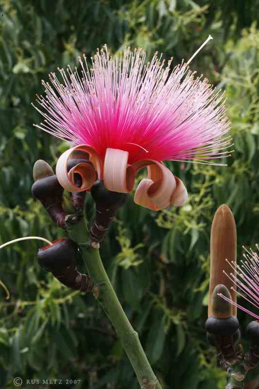 Trees Pseudobombax ellipticum Shaving Brush Tree