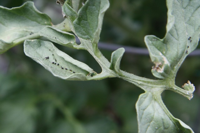 Banyan's End: Big Green Eating Machine