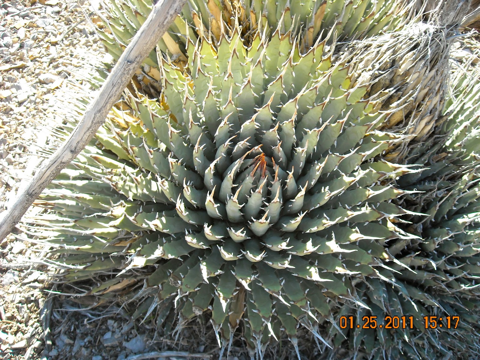 Chris�s Nevada wilderness Corner The diverse plant flora
