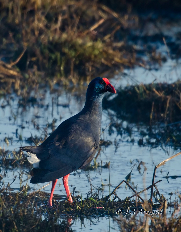 Calamon, Porphyrio porphyrio, Purple Swamphen Calamon, Porphyrio porphyrio, Purple Swamphen