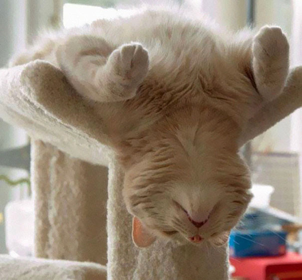 Gatos que han dominado el arte del  Dormir-Fu