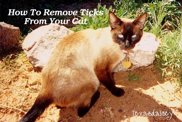 Texasdaisey Creations How To Remove Ticks From Your Cat