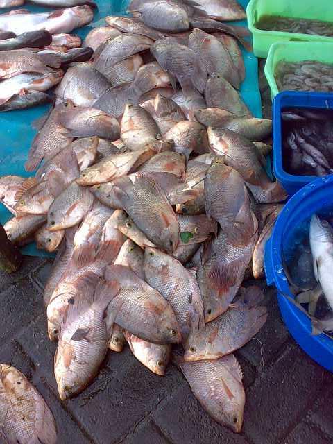 Memancing Peluang: Panduan Lengkap Menjual Ikan Segar Secara Online