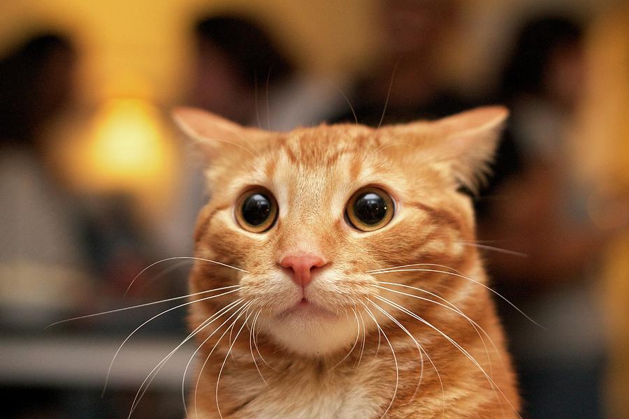 Cat Family Animals In Hindi Cat Family Animals In Hindi