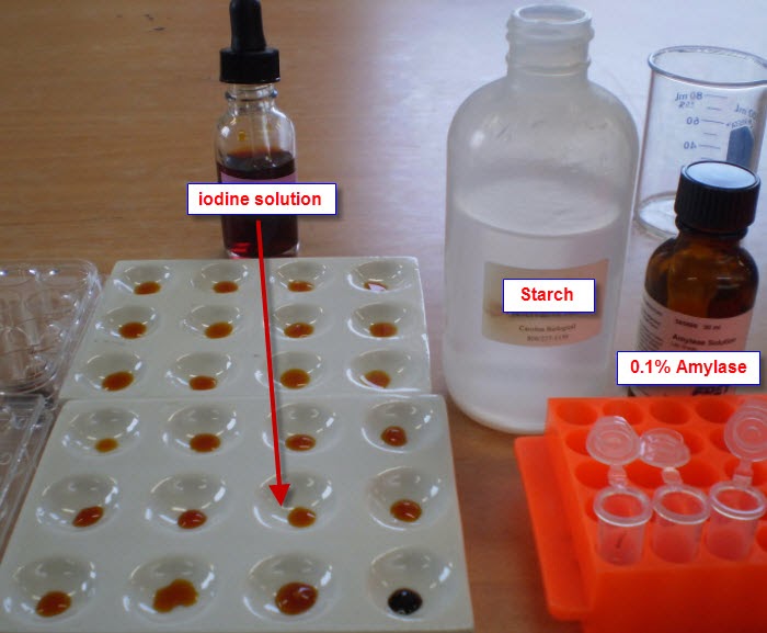 practical enzymes and reactions Two practical effects of enzymes: 1) raising the effective concentration of reactants , and 2) how do you measure the rate of an enzyme-catalyzed reaction. practical enzymes and reactions Two practical effects of enzymes: 1) raising the effective concentration of reactants , and 2) how do you measure the rate of an enzyme-catalyzed reaction.