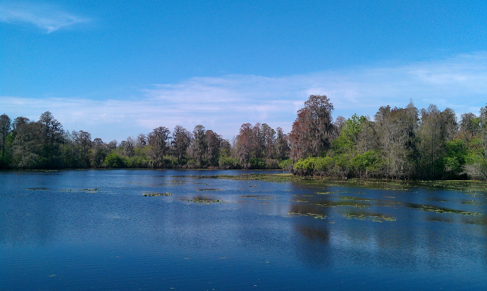 The Tampa Bay Hiker Lettuce Lake