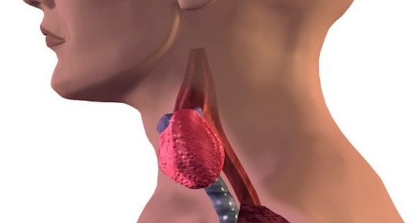 6 Foods You Absolutely Need To Avoid If You Suffer From a Thyroid Disorder thyroid