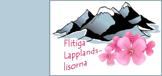 Flitiga Lapplands-lisorna