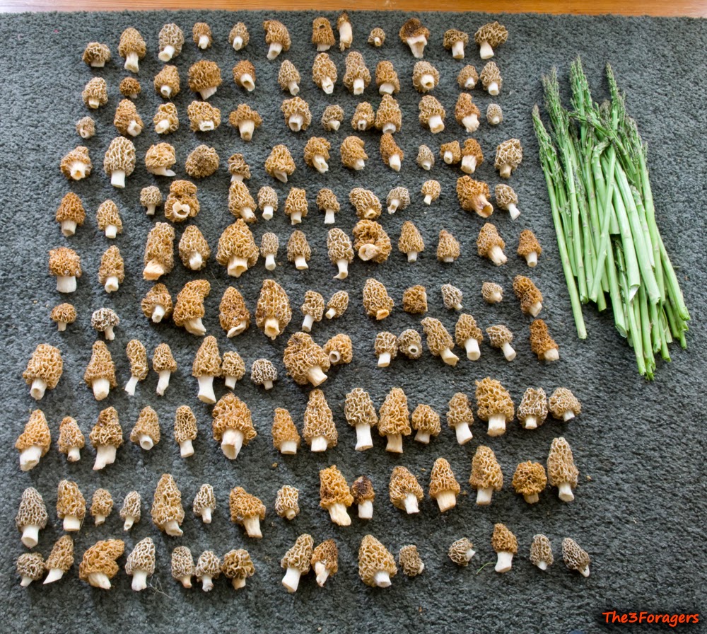 The 3 Foragers Foraging for Wild, Natural, Organic Food Morels Recipe