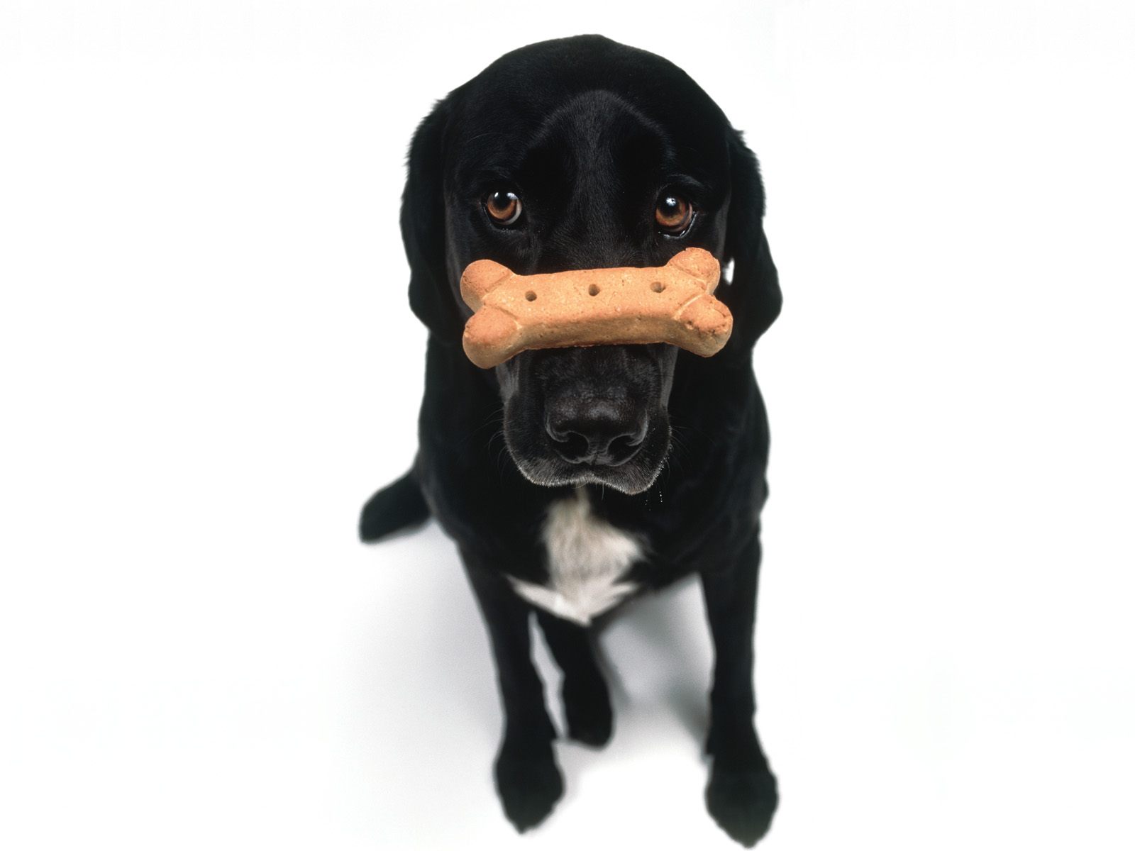 http://4.bp.blogspot.com/-2OIVZKTYD9k/T2jZ4xXM4CI/AAAAAAAAACg/RdgvTGAMl2c/s1600/black-dog-HD_wallpapers.jpg