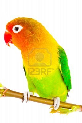 COMPRO LOROS compro loros: