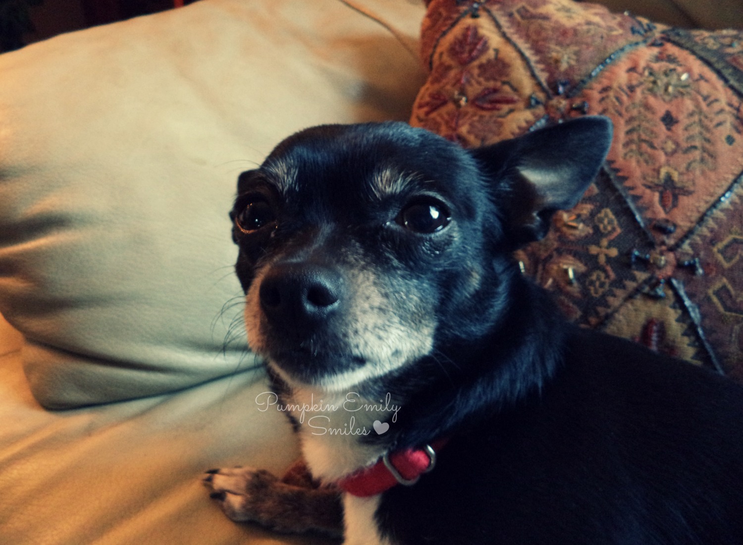 Minnie, Chihuahua