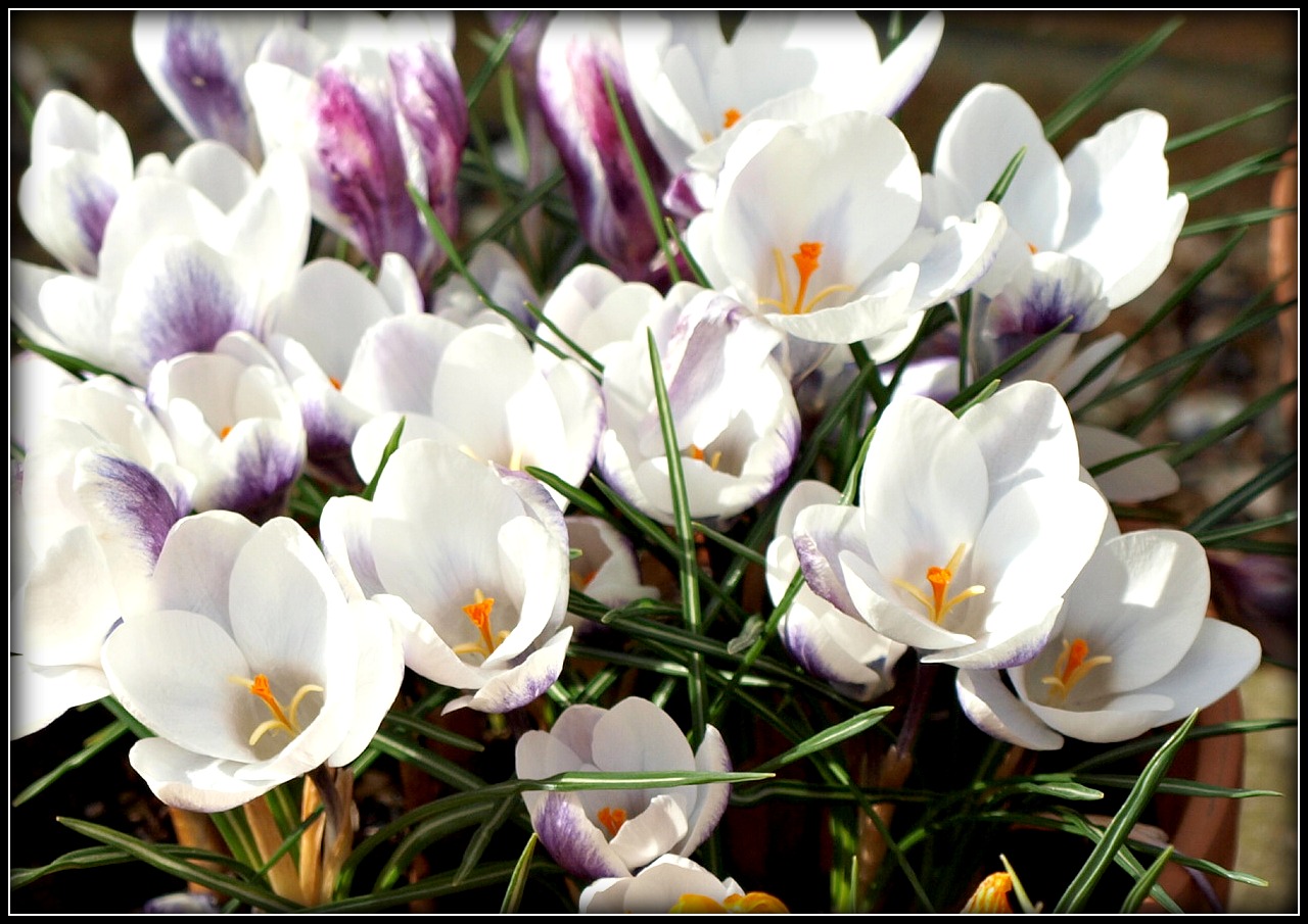Mark's Veg Plot Longlasting flowers