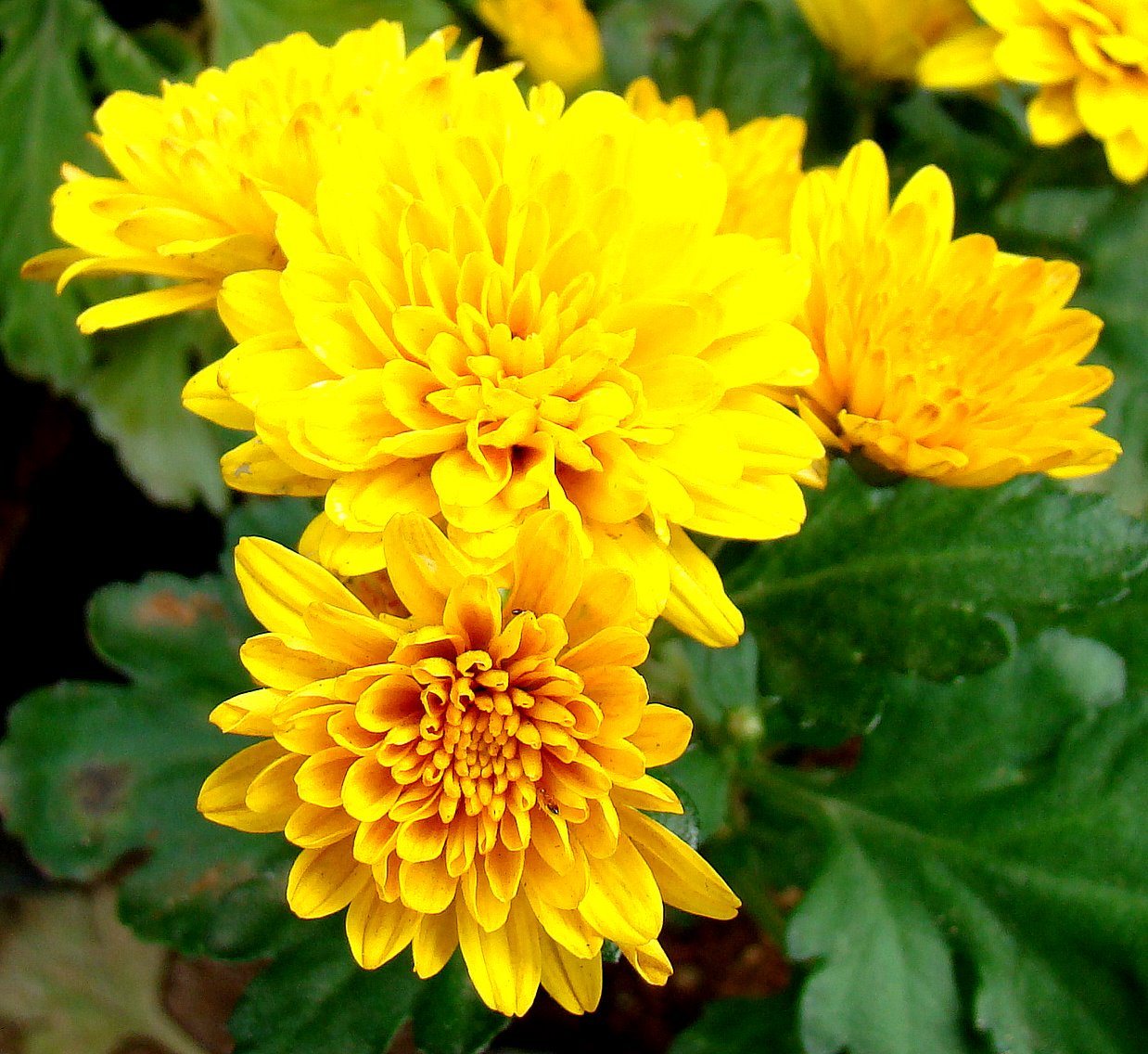 DiscoverSriLanka SRI LANKA [ FLOWERS ]