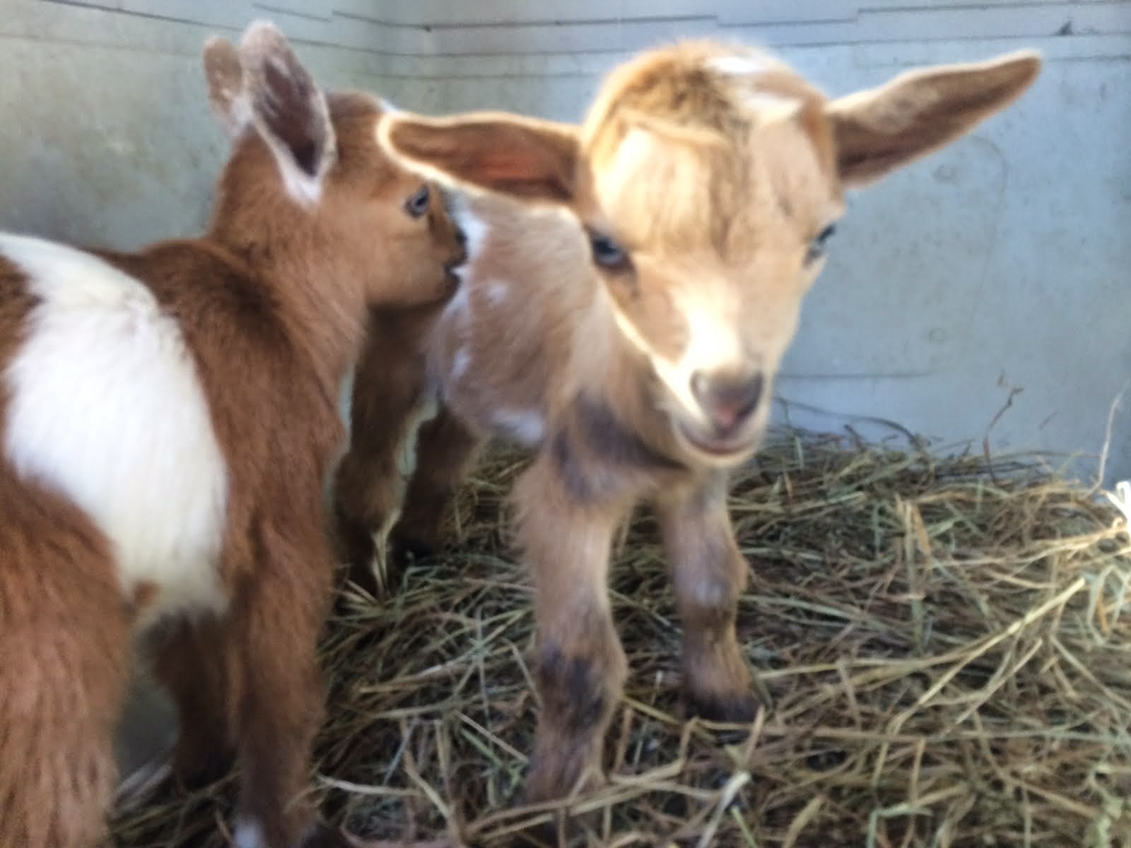 Dwarf Nigerian Goats