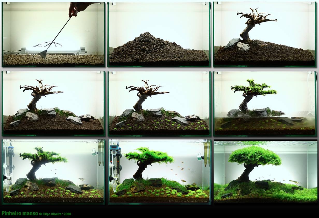 ÁGUA DOCE AQUARISMO Sim, um Bonsai no aquário é possível!