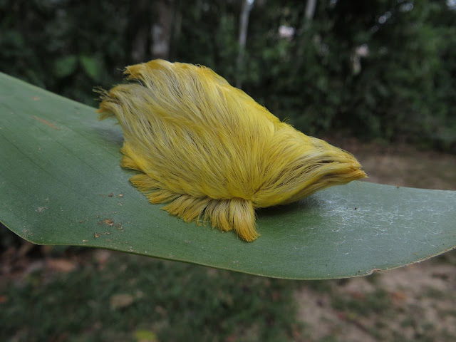 Megalopygid caterpillar phil torres peru amazon donald trump