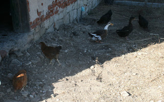 Our flock, flocking Our flock, flocking