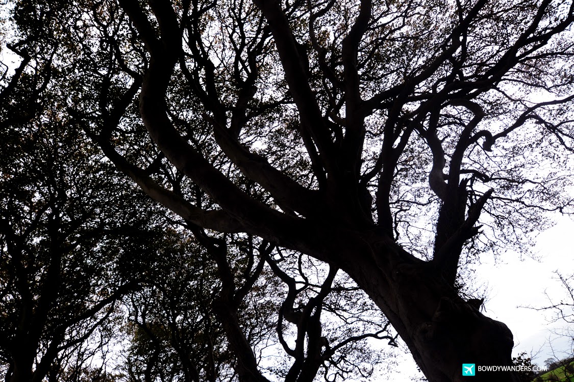 The Dark Hedges, Northern Ireland The Dark Hedges, Northern Ireland