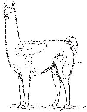 Alpaca Overview: Giving Alpacas Injections