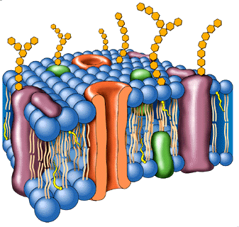 COMPONENTE MOLECULAR CELULA componente molecular celula: