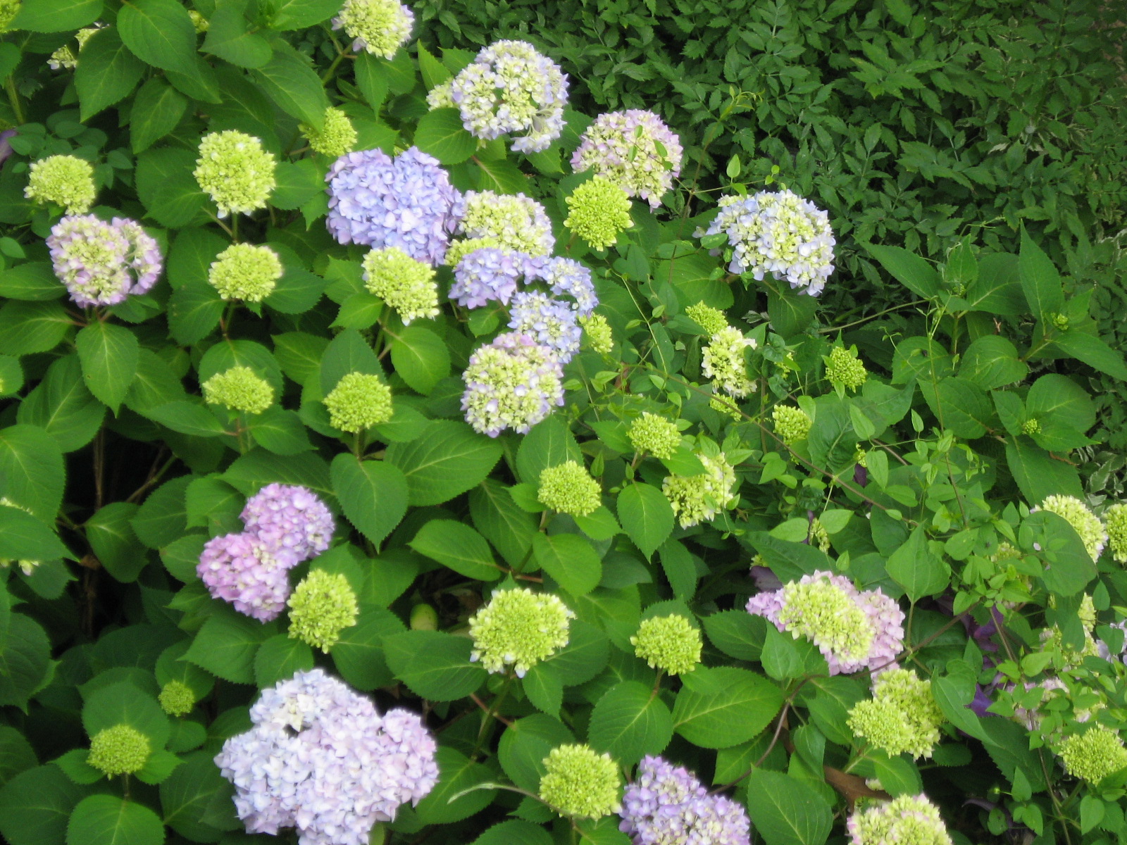 A Growing Curiousity Mophead/Lacecap Hydrangea blooms