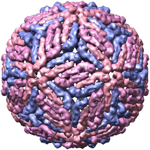 Dengue estructura del virus