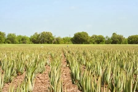 Köpa Aloe Vera!