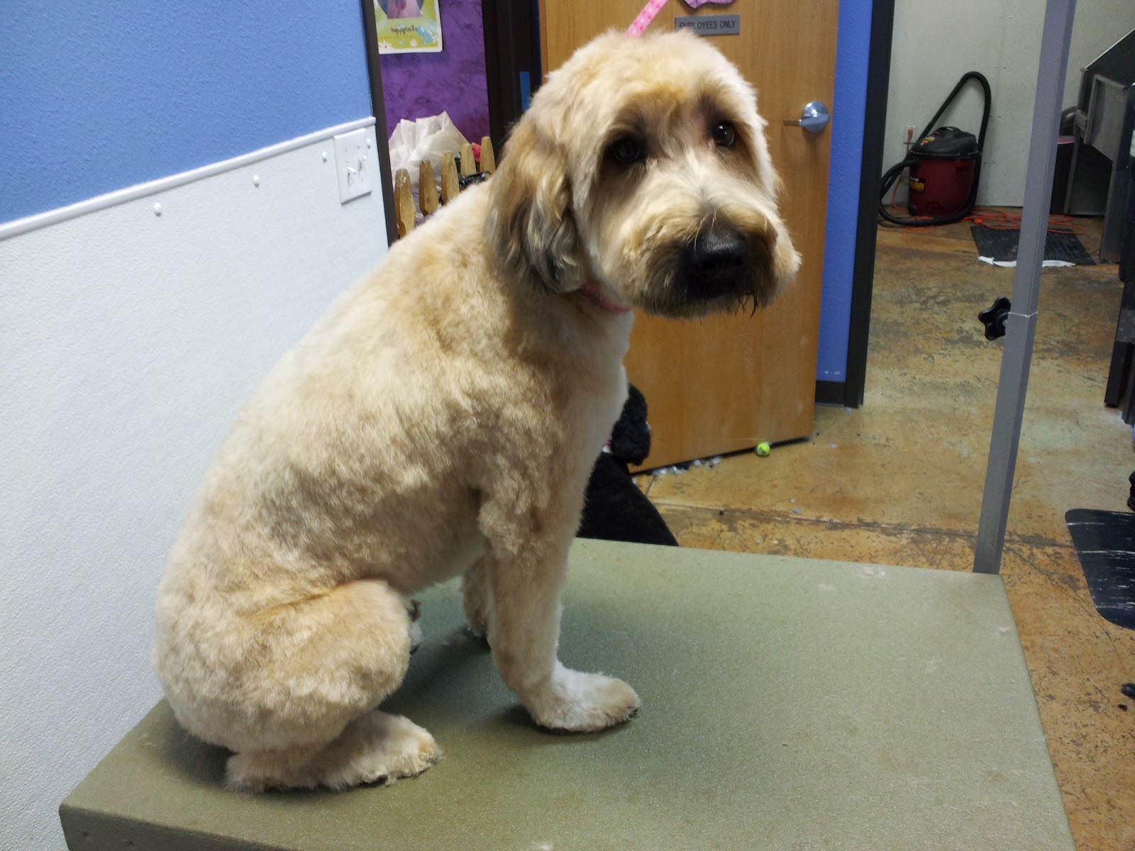 The Writing Groomer Wheatens