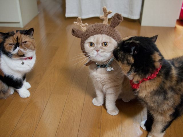 foto anjing kucing lucu