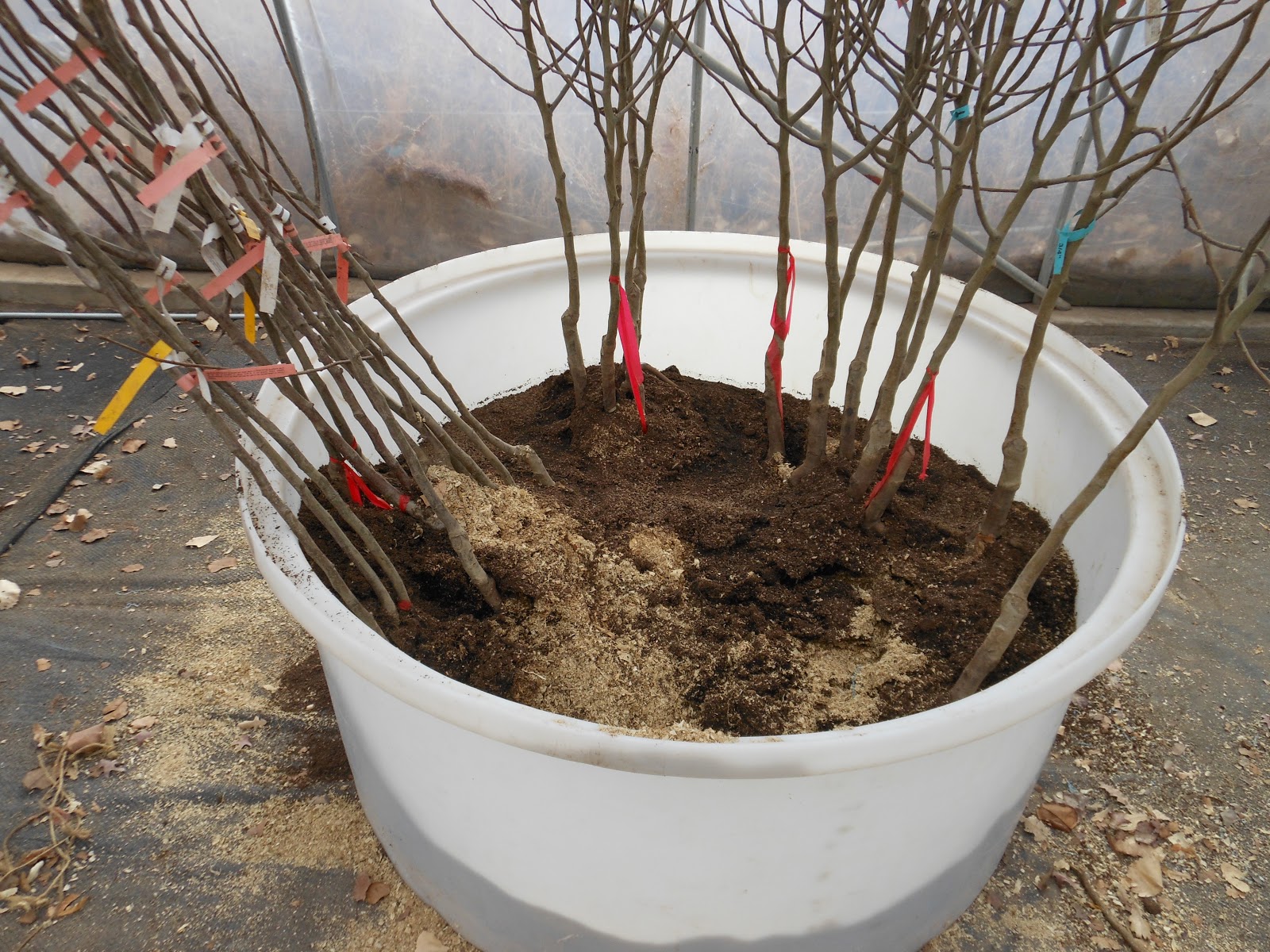 BareRoot Fruit Trees Available Now!