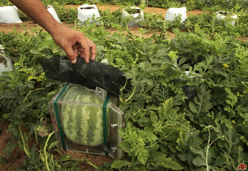 Sourish....Love to acquire knowledge. Japanese Square Watermelons