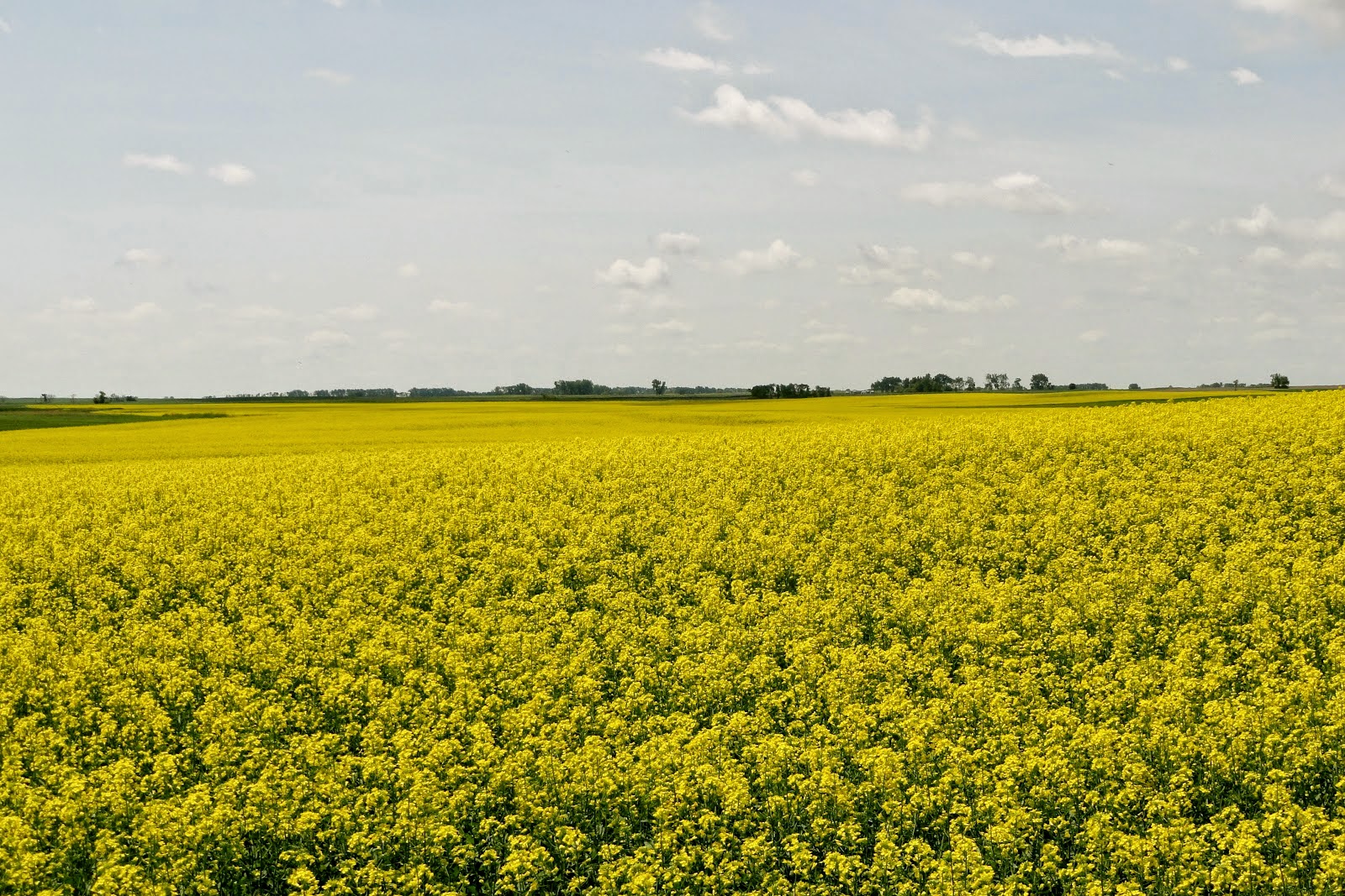 Canola Oil Facts You NEED To Know Healthy Fat Burning Foods For You