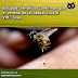 Estudios demuestran que el veneno de las abejas funciona como cura para el VIH - Sida 