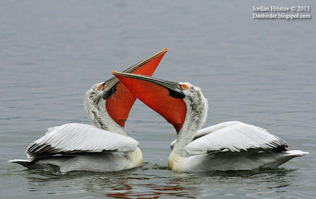 Dalmatian Pelican photography