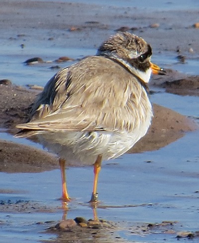 Ringed Plover