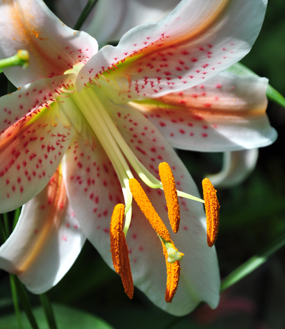 Three Dogs in a Garden Oriental Lilies in the Garden of Marion Jarvie