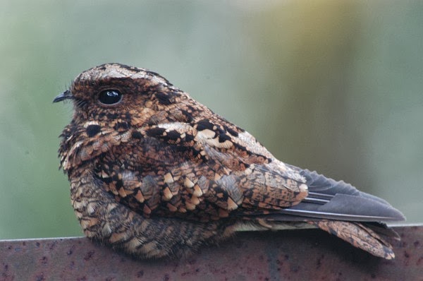 Burung Gue Informasi Tentang Burung Cabak Gunung