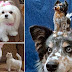 Immortalise your pet in felt! Artist makes tiny replicas of beloved animals
