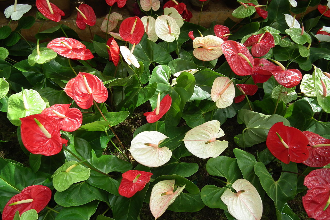 Flower Homes Anthurium Flowers