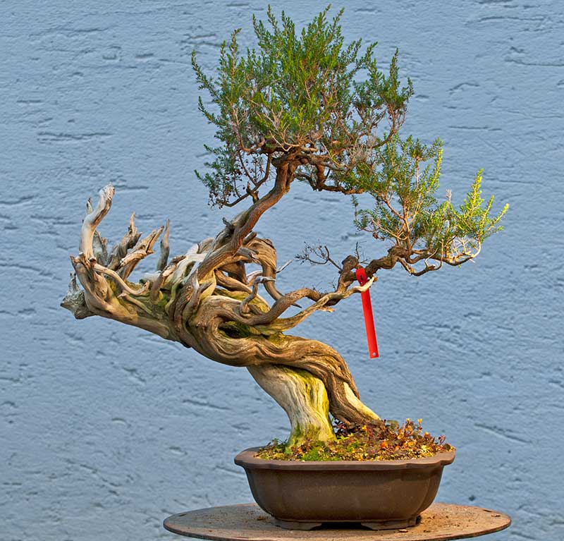 Walter Pall Bonsai Adventures New Erica