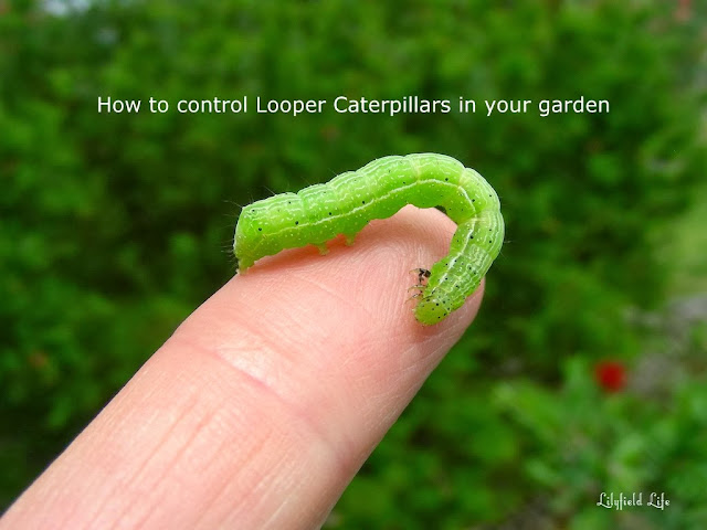 How to control looper caterpillars in your garden