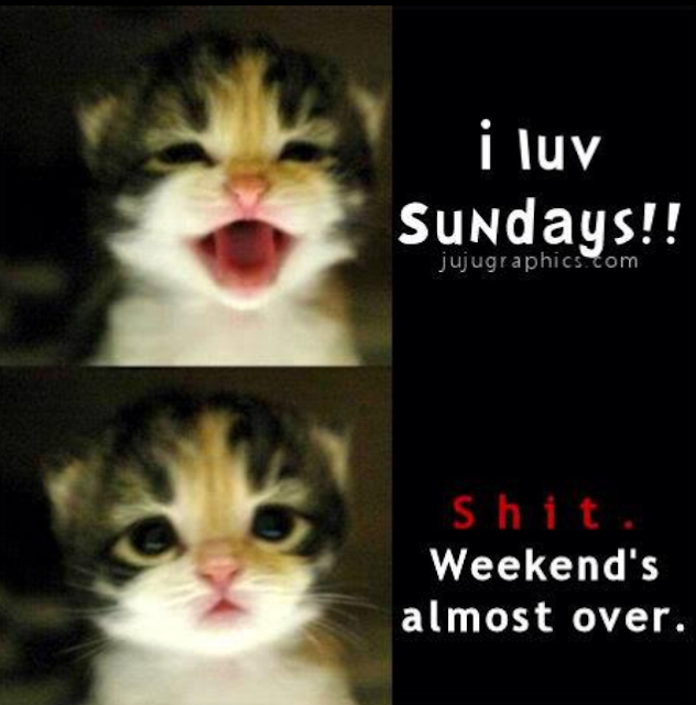 funny, cat funny, cat