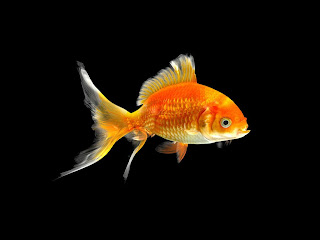 Goldfish 2 WP4QZUP6DV